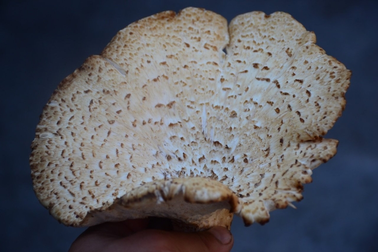 Трутовик чешуйчатый чешуйчатка