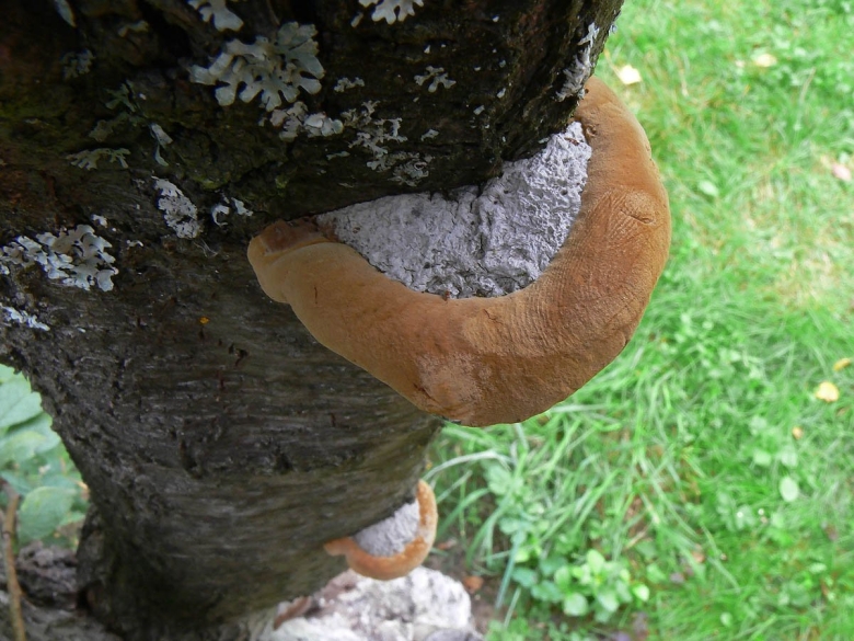 Сливовый трутовик