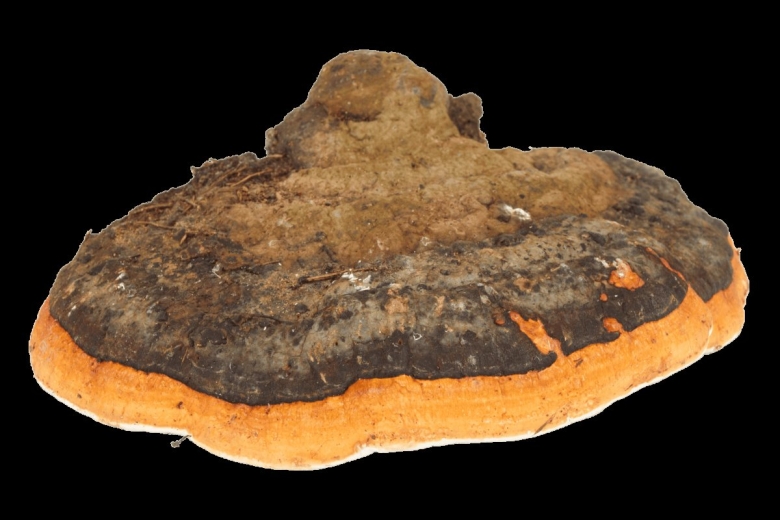 Меланин из чаги