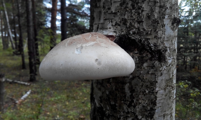 Березовая губка Piptoporus betulinus