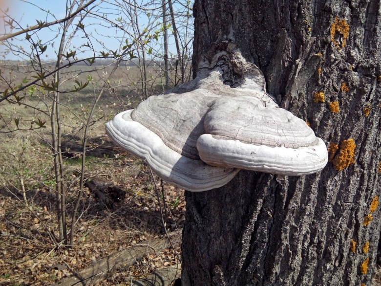 Чага и трутовик