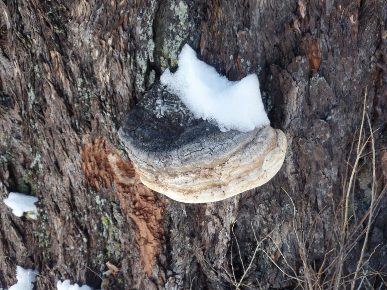 Трутовик лиственничный