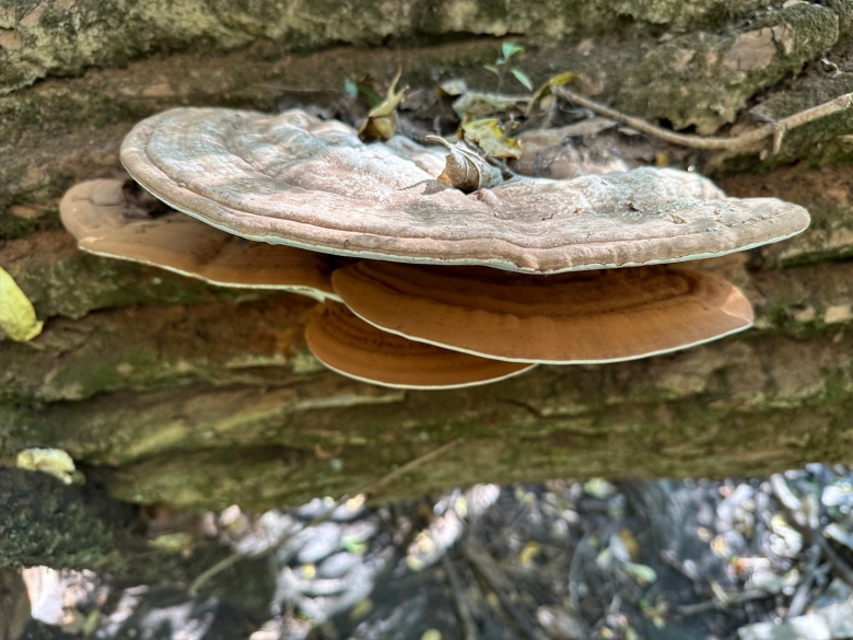 Твердая гнил в пиломатериалах