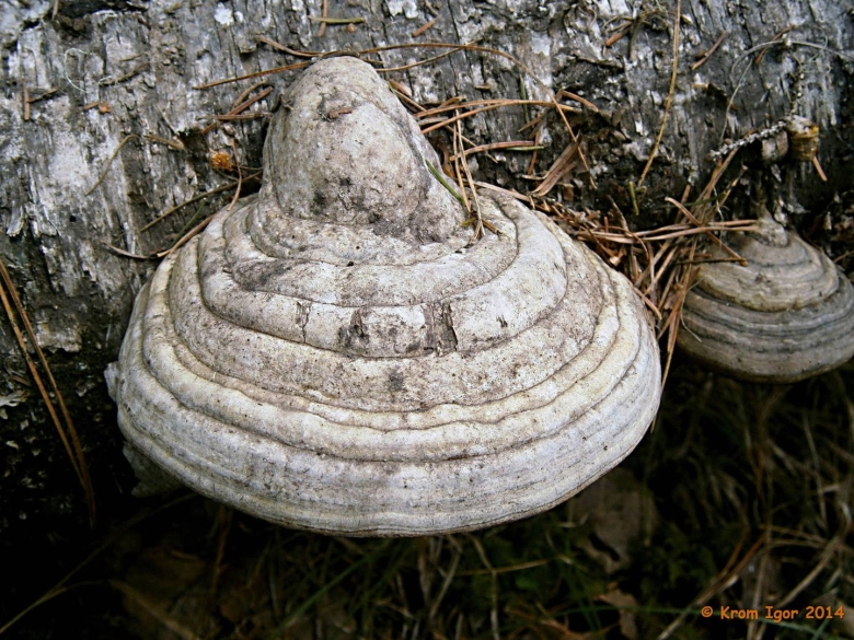 Трутовик настоящий fomes fomentarius