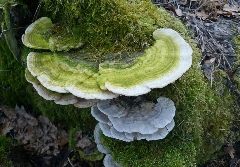 Трутовик литшауэра