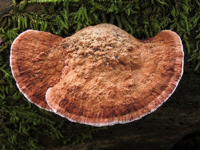 Трутовик пластинчатый