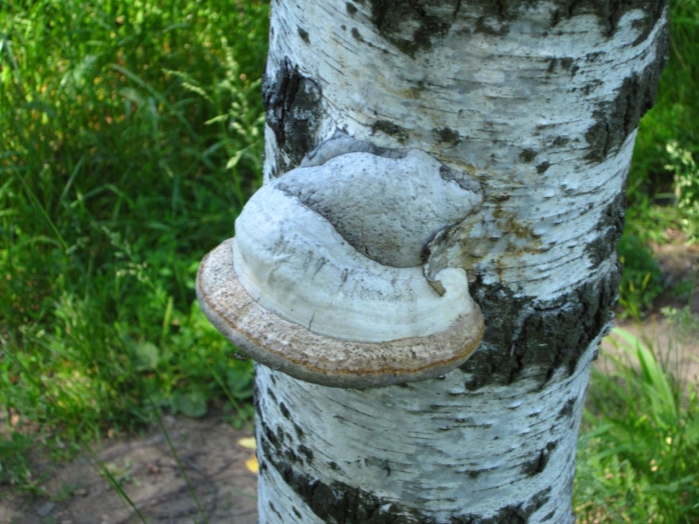 Гриб трутовик на Березе