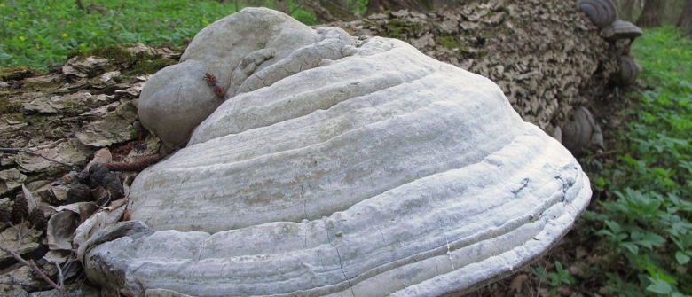 Трутовик настоящий