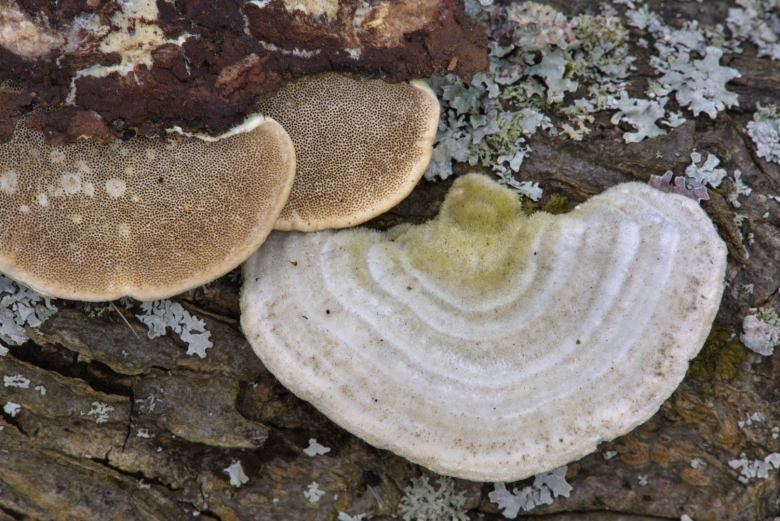 Трутовик Траметес