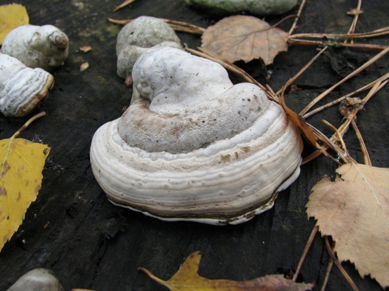 Трутовик обыкновенный fomes fomentarius гриб