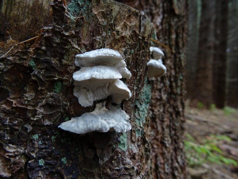 Гриб трутовик белый