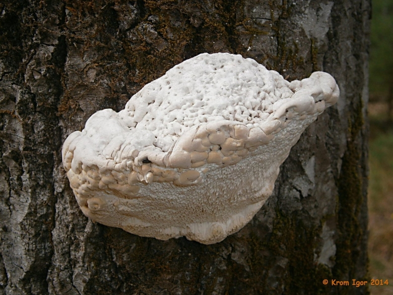 Гриб трутовик белый