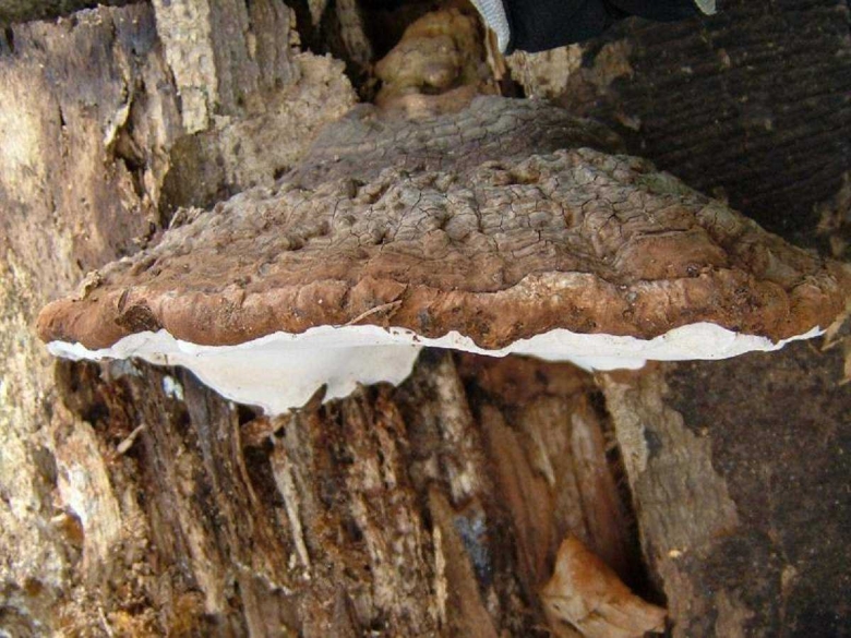 Пиптопорус дубовый гриб