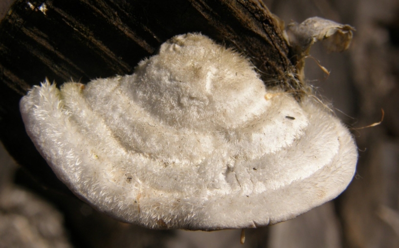 Траметес хирсута