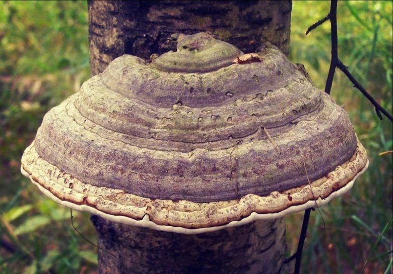 Трутовик гриб паразит