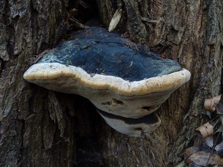Phellinus igniarius