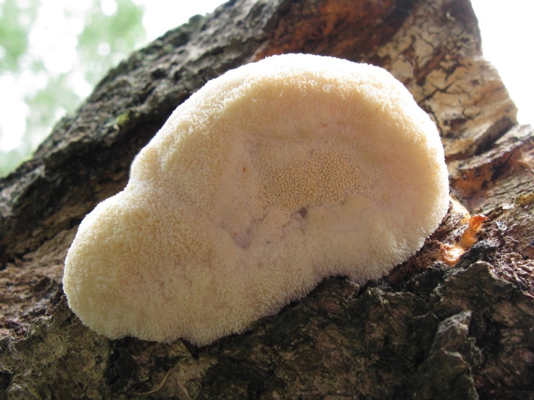 Аурискальпиум обыкновенный гриб