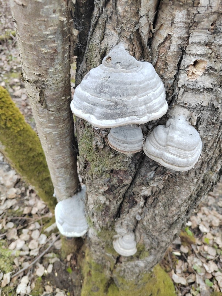 Трутовик настоящий fomes fomentarius