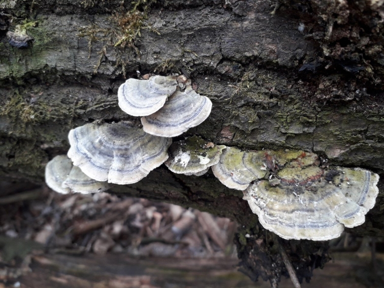 Trametes versicolor