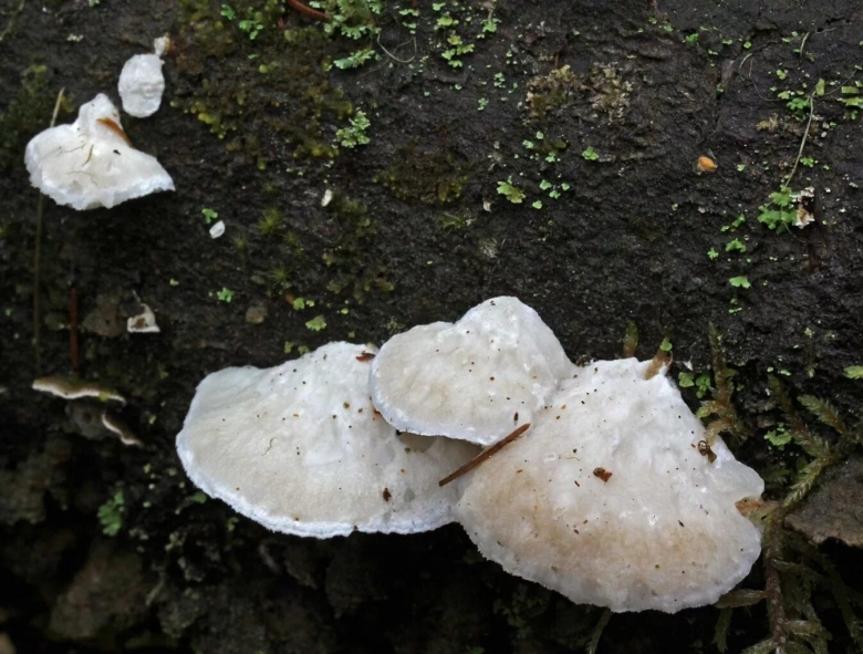 Трутовик белый