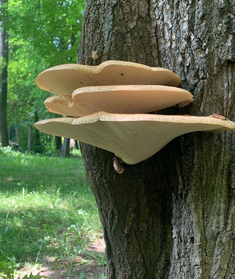 Трутовик чешуйчатый cerioporus squamosus