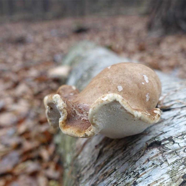 Трутовик ложноберезовый