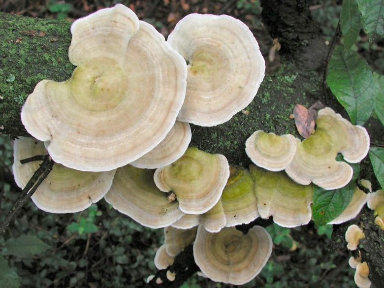 Траметес пушистый (trametes pubescens)