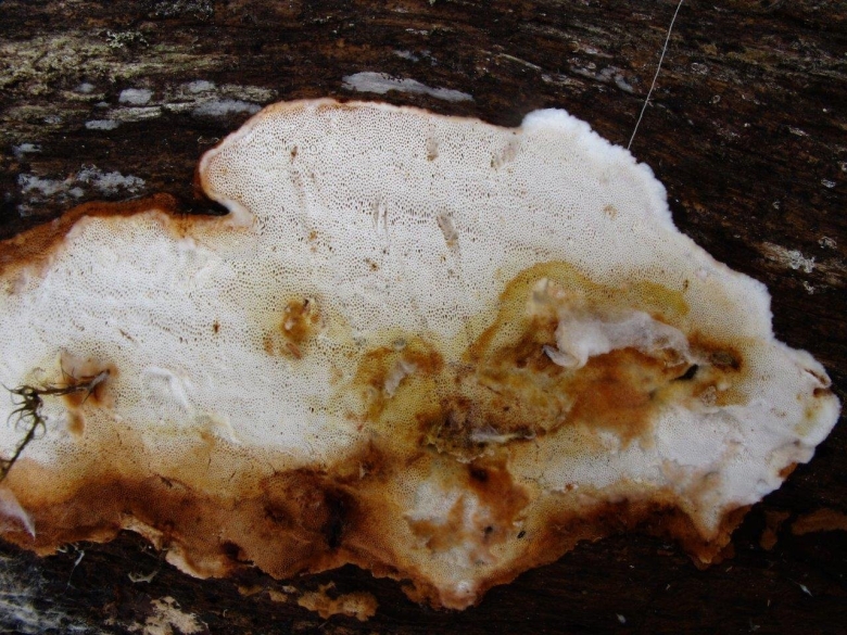 Antrodia pulvinascens