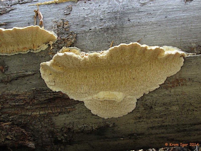 Trametes trogii