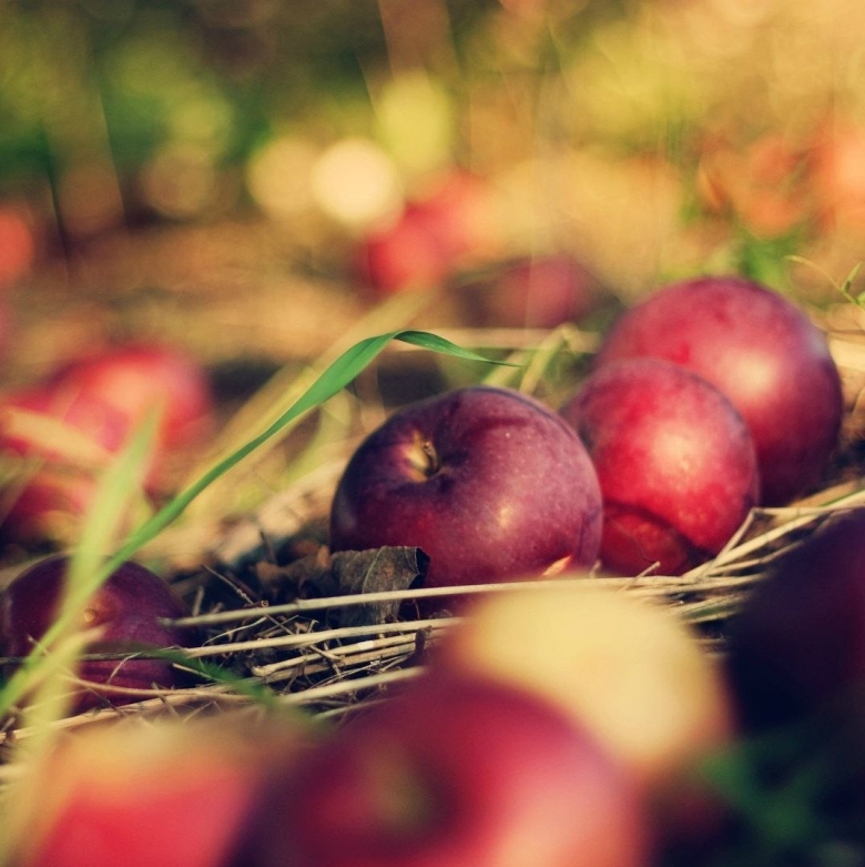 Осень яблоки