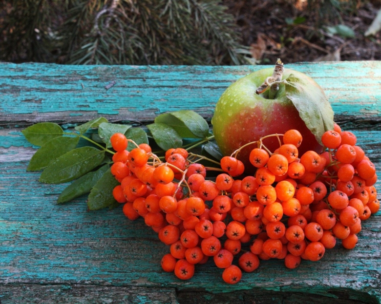 Картинки на рабочий стол осень рябина облепиха