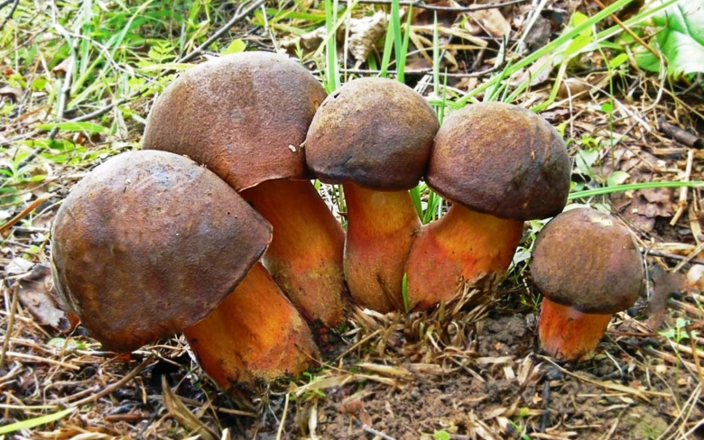 Гриб поддубовик сатанинский