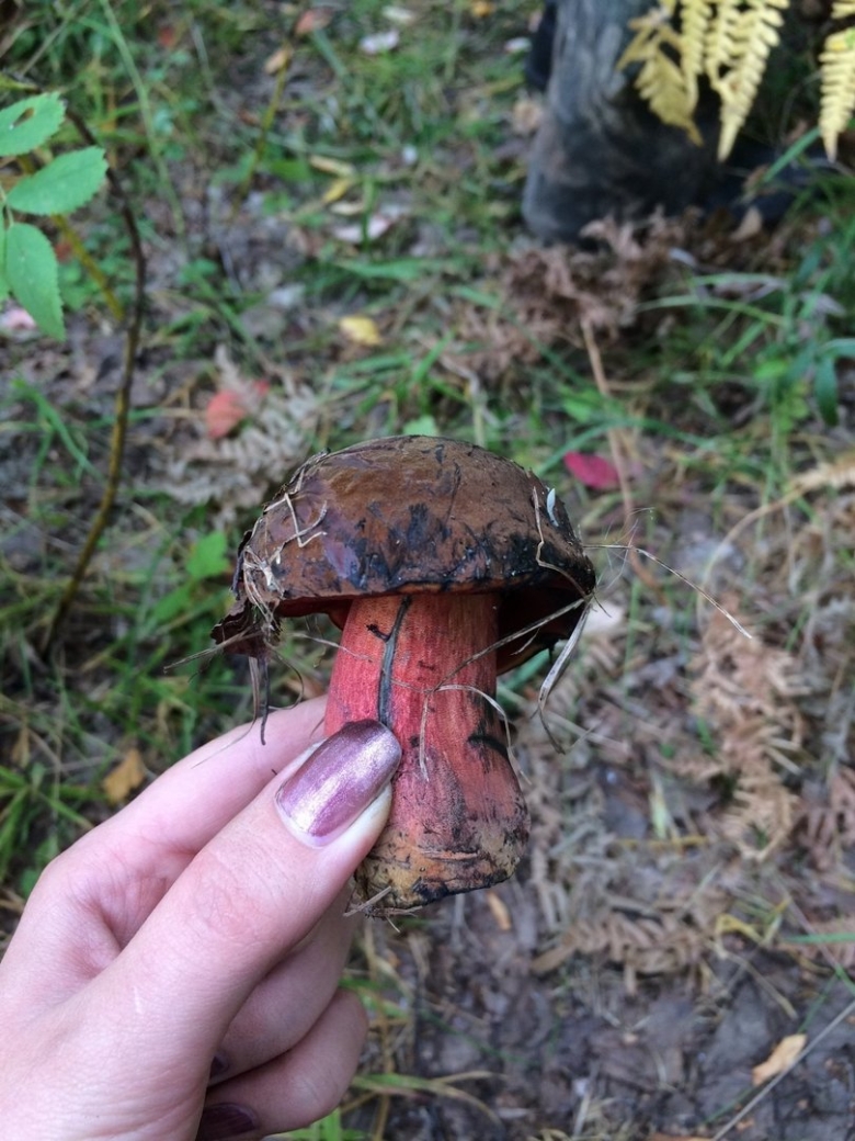 Гриб Дубовик крапчатый