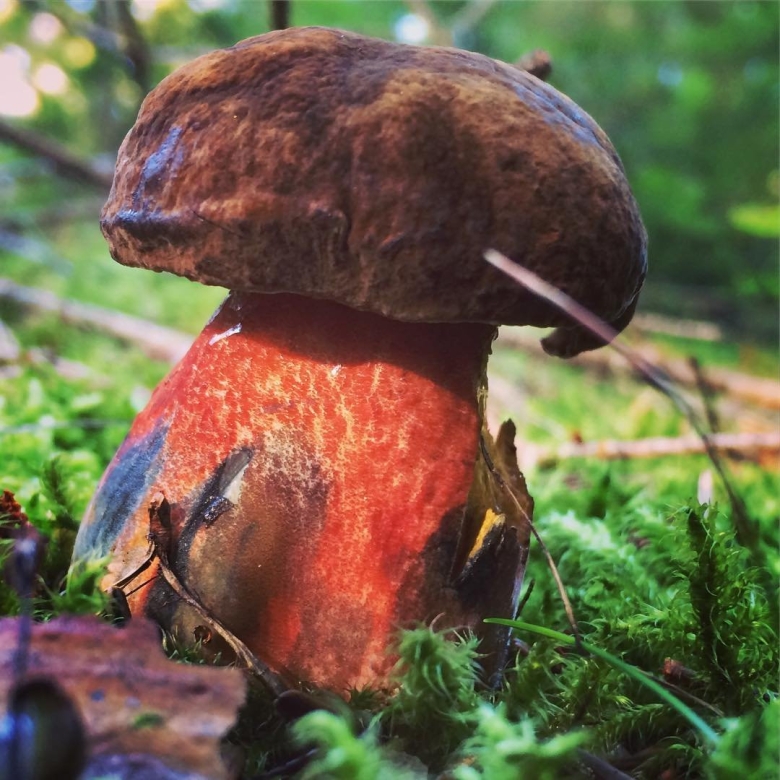 Гриб поддубовик дубовик