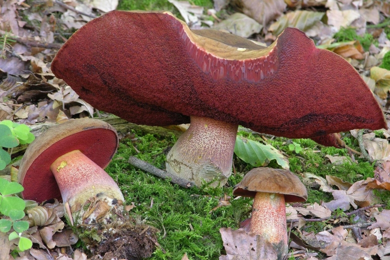 Дубовик крапчатый гриб