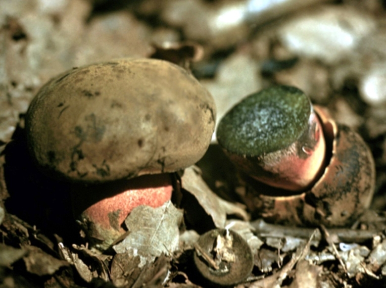 Краповый поддубовик гриб