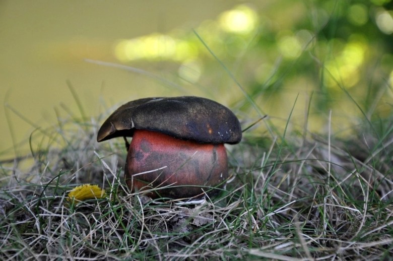 Дубовик крапчатый Boletus erythropus