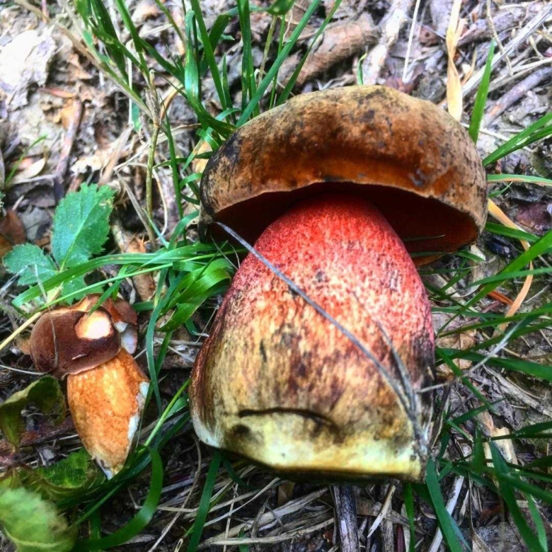 Гриб Дубовик крапчатый