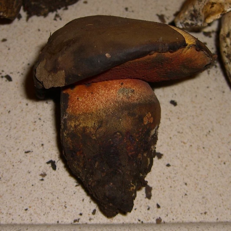 Дубовик синяк гриб