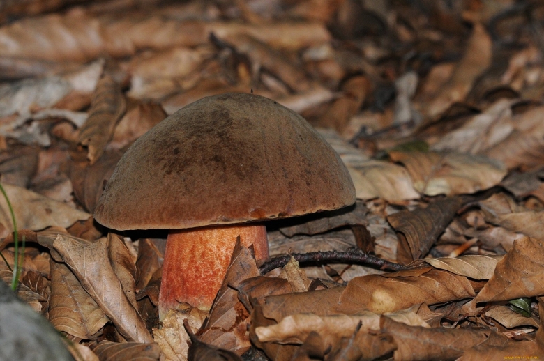 Грибы поддубовики крымские