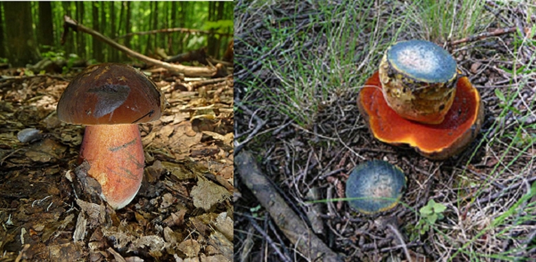 Грибы Абхазии съедобные