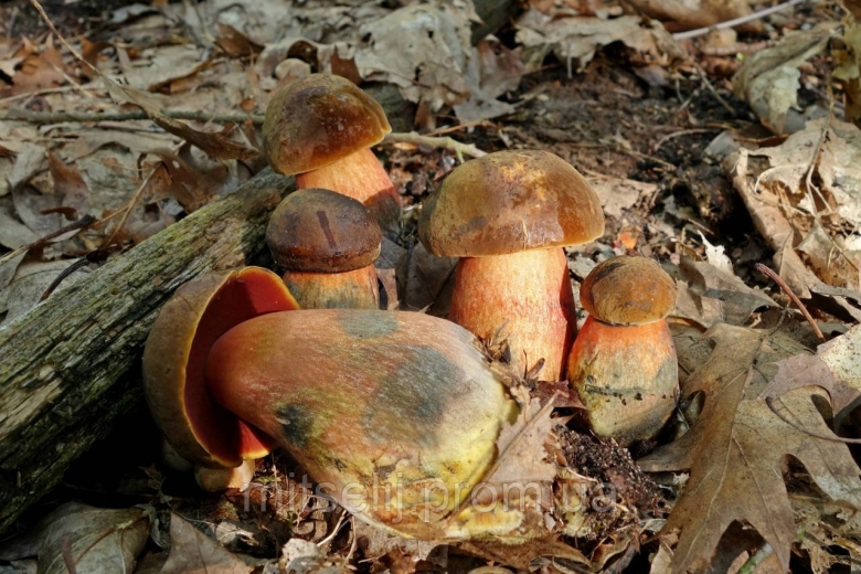 Гриб поддубовик сатанинский