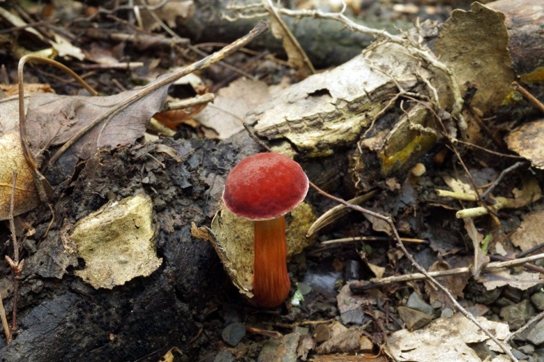 Моховик красный xerocomus rubellus