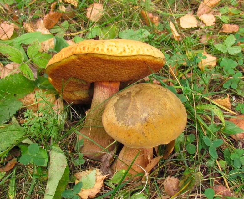 Дубовик оливково бурый гриб