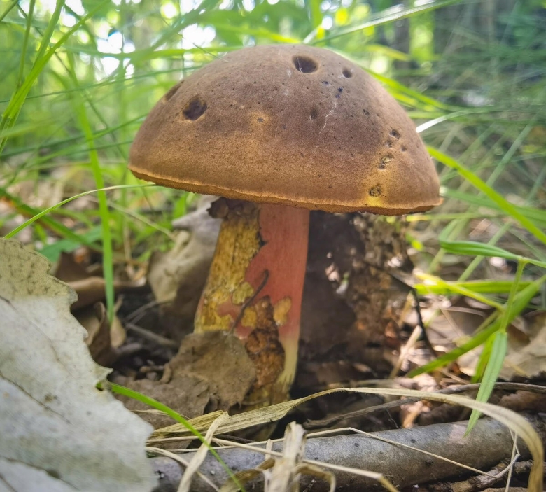 Поддубовик крапчатый