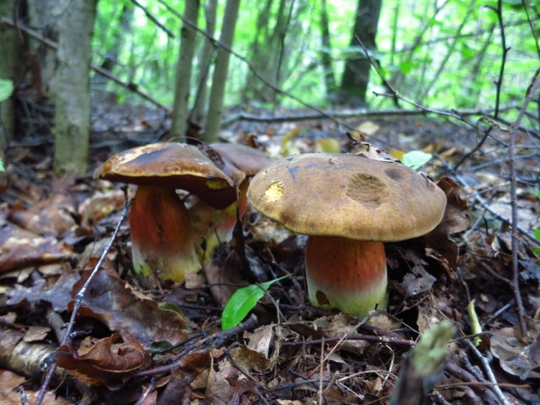 Дубовик крапчатый гриб