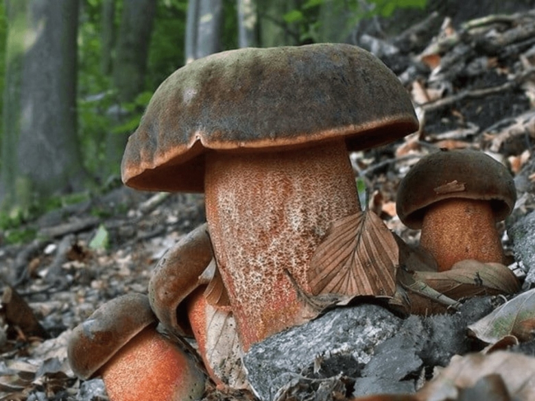 Поддубовик крапчатый