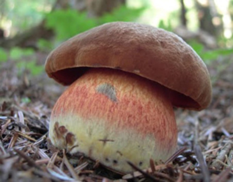 Гриб боровик и сатанинский