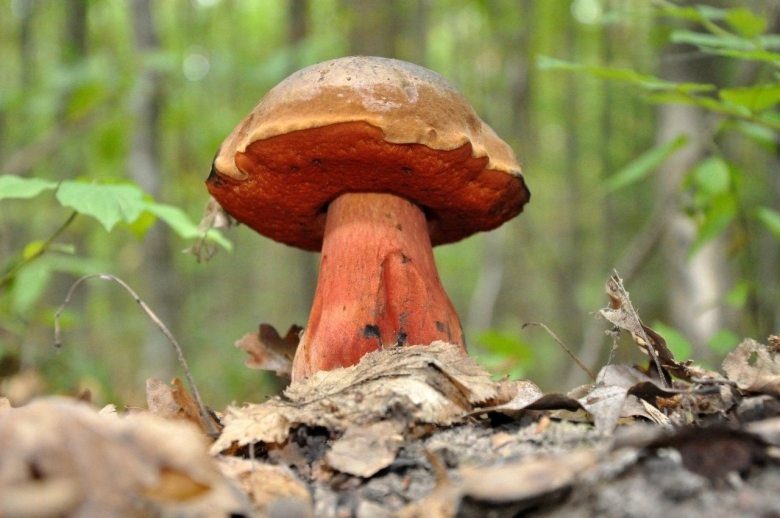 Дубовик крапчатый Болетовые