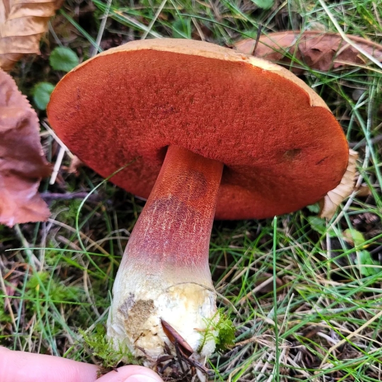 Дубовик крапчатый фото